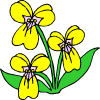 μερικά κίτρινα λουλούδια