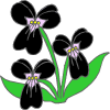一些黑色的花