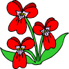 dei fiori rossi