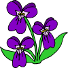 some purple flowers