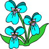 some turquoise flowers