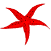 yıldız balığı