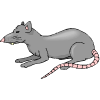 sıçan