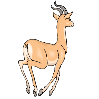 gazzella