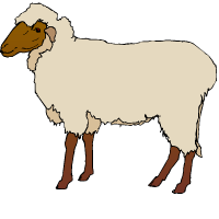 concừu