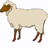 گوسفند
