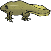从蝌蚪变态的年轻青蛙，有腿和尾巴