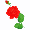 Bông hoa hồng
