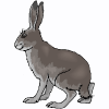 Con thỏ.