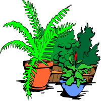 растения