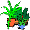 some plants