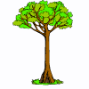 Một cái cây