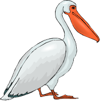 pelicāns