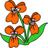 des fleurs orange