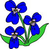 des fleurs bleues