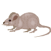 ratóncito