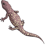 lézard