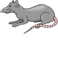 rat