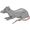 rat