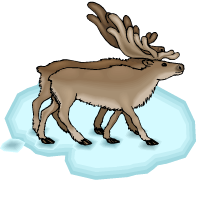 reindeer