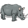 rhinocéros