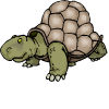 tortoise