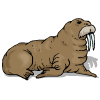 walrus