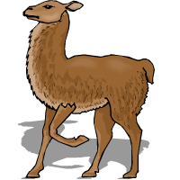 llama