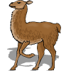 llama