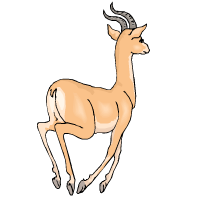 gazelle