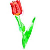 tulpe