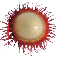 rambutan