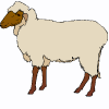 sheep