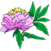 peonia