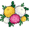 chrysanthemum