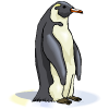 pinguino