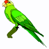 parrot