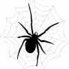 Spinne