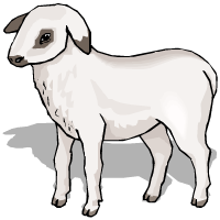 lamb