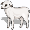 lamb