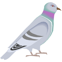 pigeon