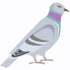 burung dara