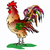 rooster