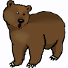 bear