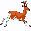 deer