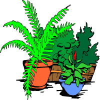 plantes