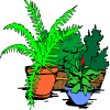 plantas