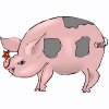 pig