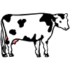 vache