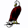 eagle